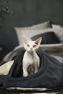 Rexes: White Devon Rex cat indoors
