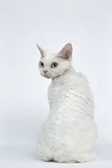 121217: White Devon Rex cat in the studio