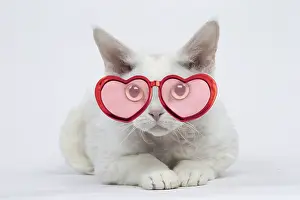 300719: White Devon Rex Cat wearing heart shaped glasses