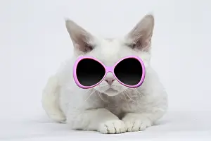 300719: White Devon Rex Cat wearing sunglasses