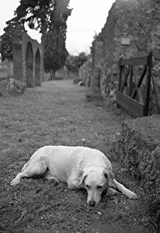 Monuments: White Dog lying in an ancient alley in Pompeii Italy