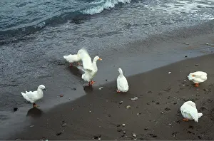 Ardea London: WHITE DOMESTIC DUCKS - Enjoying the seaside