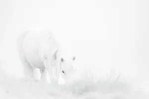 Innsbruck: White domestic horse (Equus caballus) in a meadow