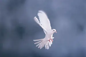Doves: White dove
