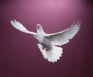 Pigeons: WHITE DOVE / Rock Dove / Rock Pigeon - in flight, in studio