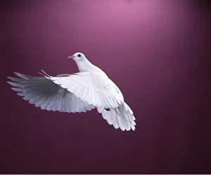 Pigeons: WHITE DOVE / Rock Pigeon / Rock Dove - in flight