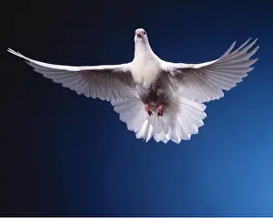 Pigeons: WHITE DOVE / Rock Pigeon / Rock Dove - in flight, in studio