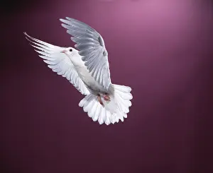 Pigeons: WHITE DOVE / Rock Pigeon / Rock Dove - in flight, in studio
