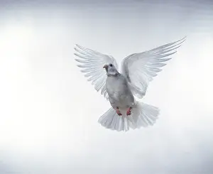 Pigeons: WHITE DOVE / Rock Pigeon / Rock Dove - in flight