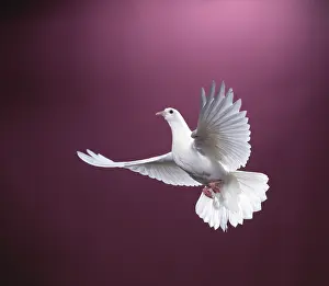 Pigeons: WHITE DOVE / Rock Pigeon / Rock Dove - in flight