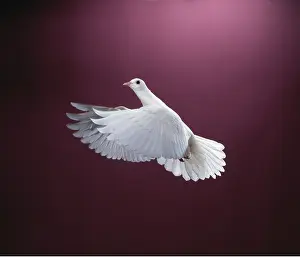 Pigeons: WHITE DOVE / Rock Pigeon / Rock Dove - in flight, in studio