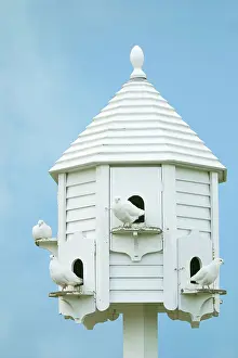 Streptopelia: White Doves - on white dovecote