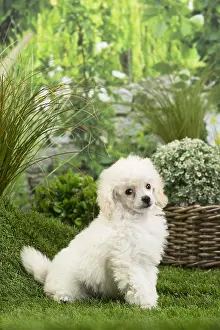 Poodles: White dwarf poodle Dog puppy