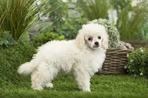 Poodles: White dwarf poodle Dog puppy