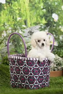 Poodles: White dwarf poodle Dog puppy