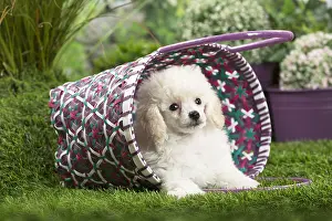 Poodles: White dwarf poodle Dog puppy