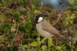 Keoladeo: White-eared Bulbul