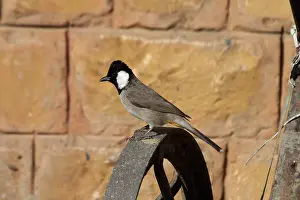 Bulbul: White-eared Bulbul - On perch