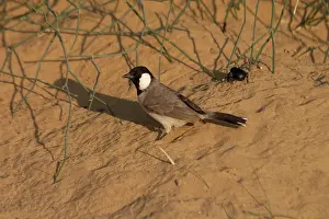 Bulbul: White-eared Bulbul - On sandy ground