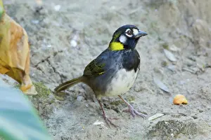 Jose: White-eared Ground Sparrow