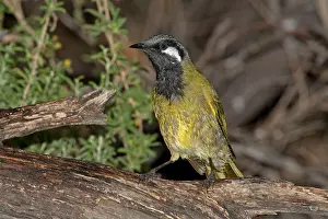 Honeyeaters: White-eared Honeyeater