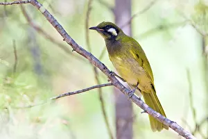 Honeyeater: White-eared Honeyeater