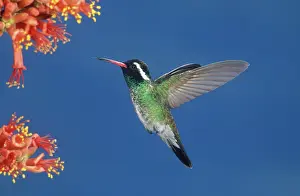 Leucotis: White-Eared Hummingbird