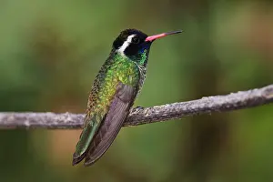 Leucotis: White-eared Hummingbird - adult male