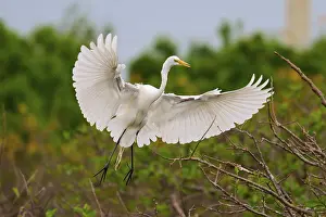 Large Egrets: A white egret spreads its wings over a branch in flight