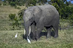 Watches: A White egret watches an elephant feeding in Ol