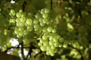 Vinifera: White English grapes