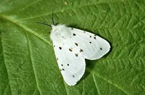 Ermine: White Ermine