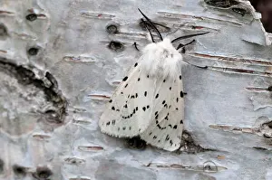 Ermine: White Ermine - on birch bark