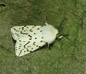 Ermine: White ermine moth