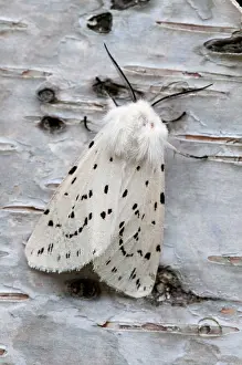Ermine: White Ermine Moth - on birch bark