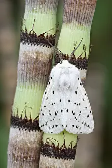 250417: White Ermine Moth on Horsetail Reed, Norfolk UK