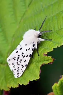 Lubricipeda: White Ermine Moth - on leaf