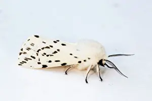 Ermine: White Ermine Moth male in Summer