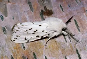 Ermine: White Ermine MOTH - showing feathered antenna or combs