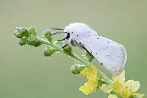 Ermine: White ermine (Spilosoma lubricipeda), on Common