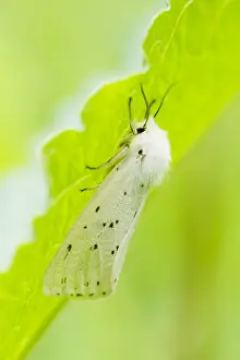 Erebidae: White Ermine (Spilosoma lubricipeda) resting un