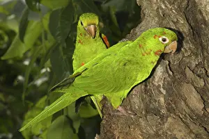 Aratinga: White-eyed Conures