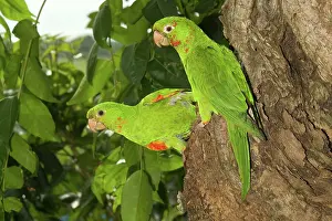 Aratinga: White-eyed Conures at nest entrance