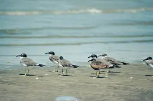 Yemen: White-eyed Gulls