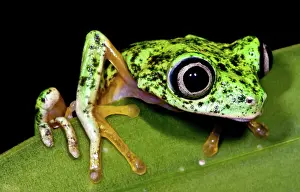 Hylomantis: White-eyed Leaf Frog