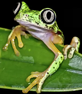 Hylomantis: White-eyed Leaf Frog