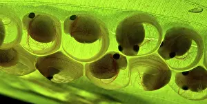 Embryos: White-eyed Leaf Frog Eggs