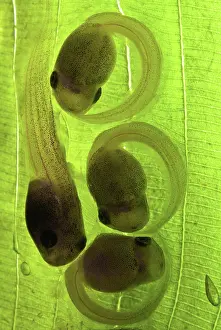 Embryos: White-eyed Leaf Frog Eggs