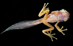 Hylomantis: White-eyed Leaf Frog Tadpole