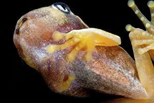 Hylomantis: White-eyed Leaf Frog Tadpole